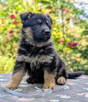 AKC/OFA/DM clear , a female German Shepherd Dog for sale in Grants Pass, OR – 5 of 8