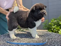 Embark tested parents , a male Akita for sale in Grants Pass, OR – 3 of 4