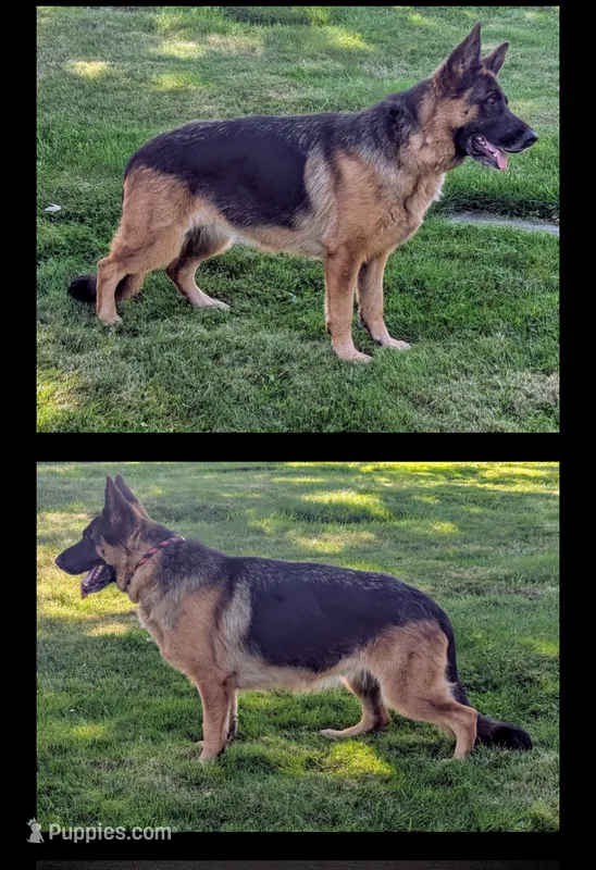 Luna AKC OFA DM clear