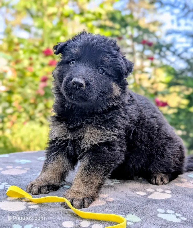 AKC/ OFA/ DM clear – German Shepherd Dog puppy for sale in Grants Pass, OR