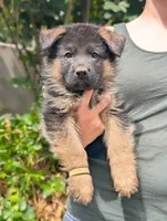 AKC/OFA/DM clear , a male German Shepherd Dog for sale in Grants Pass, OR – 1 of 4