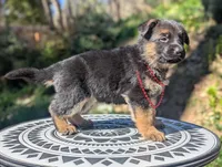 AKC/ OFA Red ♥️ M, a female German Shepherd Dog for sale in Grants Pass, OR – Photo 8 of 8