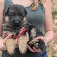 AKC/ OFA Red ♥️ M, a female German Shepherd Dog for sale in Grants Pass, OR – Photo 5 of 8