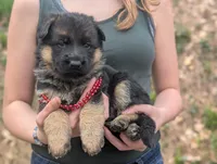 AKC/ OFA Red ♥️ F, a female German Shepherd Dog for sale in Grants Pass, OR – Photo 3 of 5