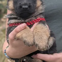 AKC/ OFA Red ♥️ M, a female German Shepherd Dog for sale in Grants Pass, OR – Photo 2 of 8