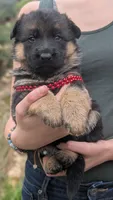 AKC/ OFA Red ♥️ F, a female German Shepherd Dog for sale in Grants Pass, OR – Photo 2 of 5