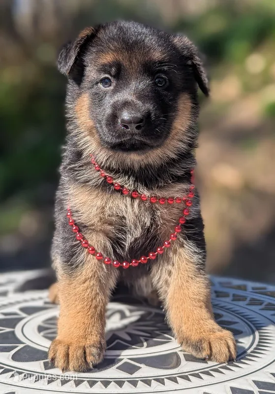 AKC/ OFA Red ♥️ F – German Shepherd Dog puppy for sale in Grants Pass, OR