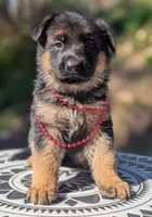 AKC/ OFA Red ♥️ M, a female German Shepherd Dog for sale in Grants Pass, OR – Photo 1 of 8