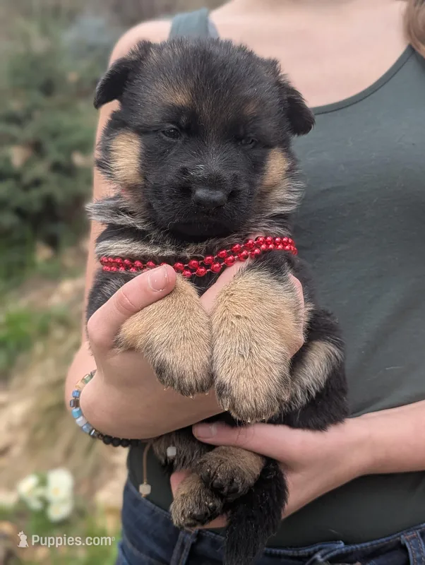 AKC/ OFA Red ♥️ F, a female German Shepherd Dog for sale in Grants Pass, OR – Photo 1 of 5