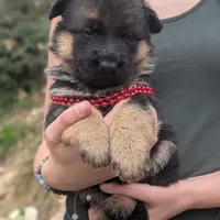 AKC/ OFA Red ♥️ M, a female German Shepherd Dog for sale in Grants Pass, OR – Photo 3 of 8