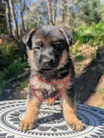 AKC/ OFA Red ♥️ M, a female German Shepherd Dog for sale in Grants Pass, OR – Photo 7 of 8