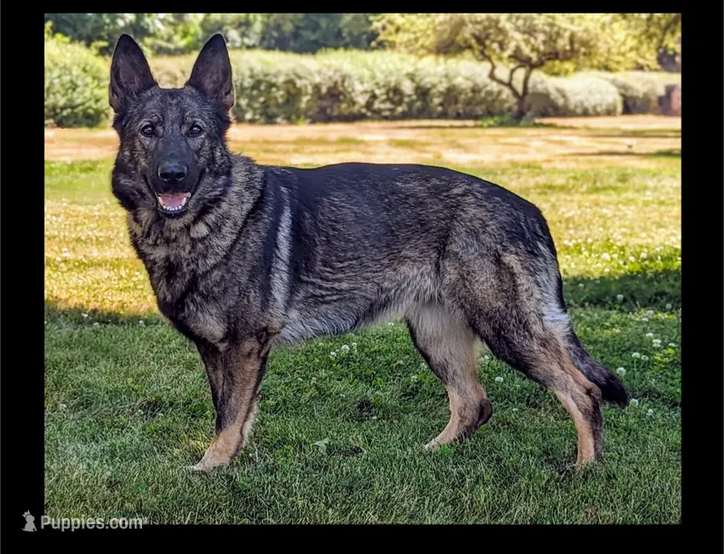 Mya spayed, UTD Vaccines  – German Shepherd Dog puppy for sale in Grants Pass, OR