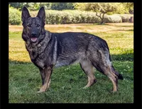 Mya spayed, UTD Vaccines , a female German Shepherd Dog for sale in Grants Pass, OR – 1 of 2