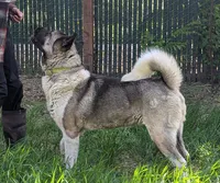 Embark tested parents , a female Akita for sale in Grants Pass, OR – 5 of 5