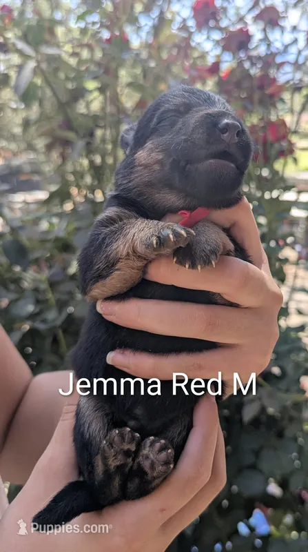 Gemma M Red – German Shepherd Dog puppy for sale in Grants Pass, OR