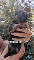 Gemma M Red, a male German Shepherd Dog for sale in Grants Pass, OR – 1 of 3