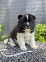 Embark tested parents , a female Akita for sale in Grants Pass, OR – 4 of 6