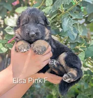 AKC/OFA/DM clear , a female German Shepherd Dog for sale in Grants Pass, OR – 2 of 4