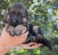 AKC/OFA/DM clear , a female German Shepherd Dog for sale in Grants Pass, OR – 2 of 4