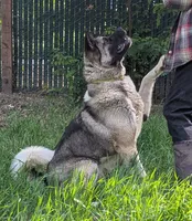 Embark tested parents , a female Akita for sale in Grants Pass, OR – 5 of 6