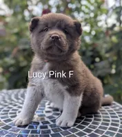Embark tested parents pink 🩷 F, a female Akita for sale in Grants Pass, OR – 3 of 6
