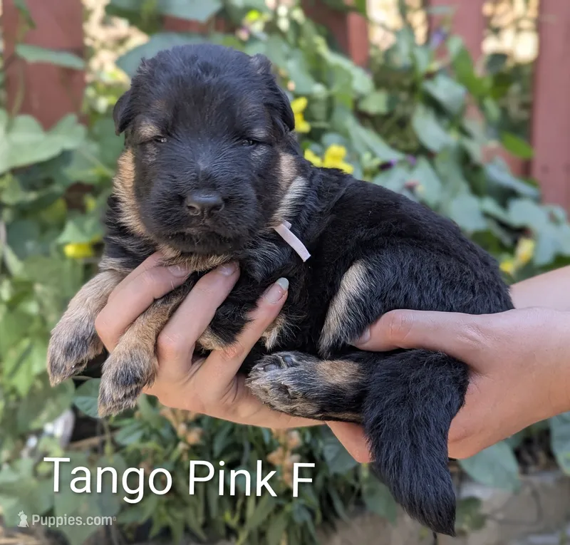 AKC/OFA/DM clear F – German Shepherd Dog puppy for sale in Grants Pass, OR