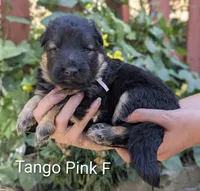 AKC/OFA/DM clear F, a female German Shepherd Dog for sale in Grants Pass, OR – 1 of 2