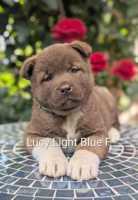 Chocolate Female Blue 🩵 – Akita puppy for sale in Grants Pass, OR