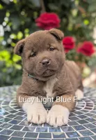 Chocolate Female Blue 🩵, a female Akita for sale in Grants Pass, OR – 1 of 4