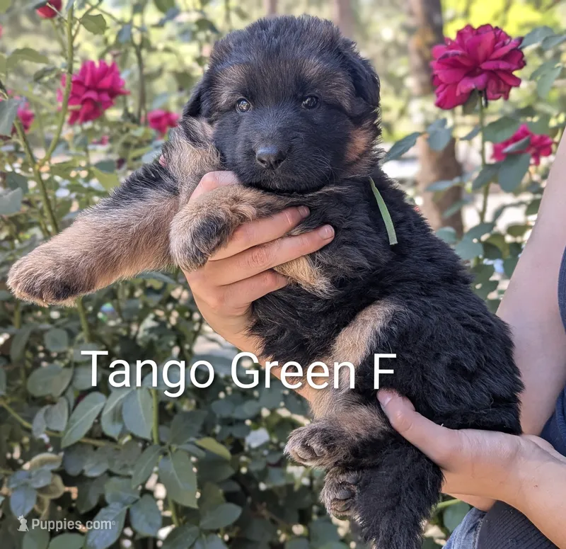 AKC/OFA/DM clear  – German Shepherd Dog puppy for sale in Grants Pass, OR