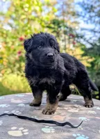 AKC/ OFA/ DM clear, a female German Shepherd Dog for sale in Grants Pass, OR – 4 of 8