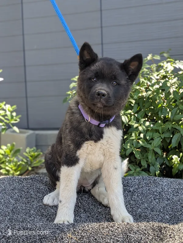 Trained, UTD Vaccines  – Akita puppy for sale in Grants Pass, OR