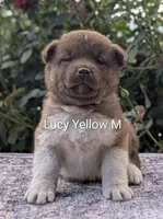 Embark tested parents yellow 💛 M, a male Akita for sale in Grants Pass, OR – 3 of 6