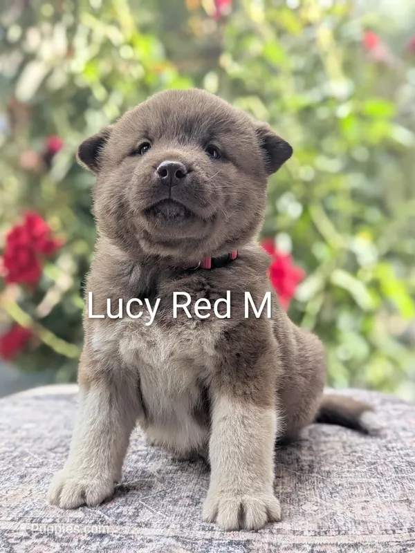 Chocolate Male Red ♥️ M – Akita puppy for sale in Grants Pass, OR