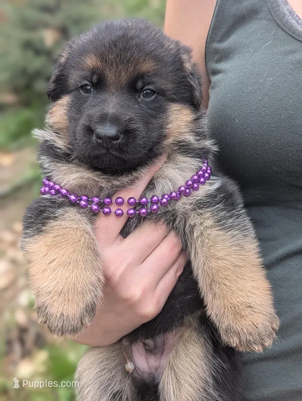 AKC/OFA Purple 💜 M