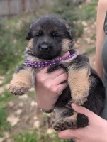 AKC/OFA Purple 💜 M, a male German Shepherd Dog for sale in Grants Pass, OR – Photo 3 of 6