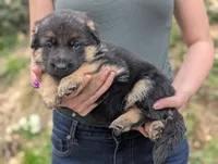 AKC/OFA Purple 💜 M, a male German Shepherd Dog for sale in Grants Pass, OR – Photo 4 of 6