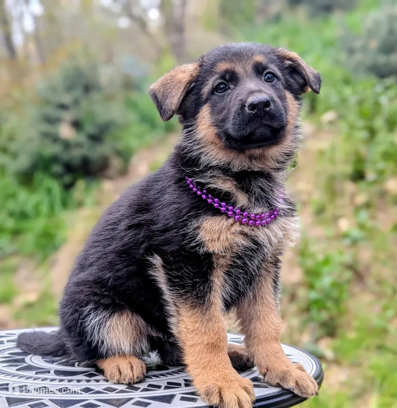 AKC/OFA Purple 💜 M – German Shepherd Dog puppy for sale in Grants Pass, OR