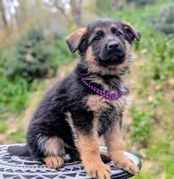 AKC/OFA Purple 💜 M, a male German Shepherd Dog for sale in Grants Pass, OR – Photo 1 of 4
