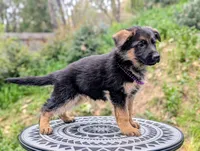 AKC/OFA Purple 💜 M, a male German Shepherd Dog for sale in Grants Pass, OR – Photo 2 of 4