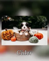 New litter, a male Bernese Mountain Dog for sale in Grants Pass, OR – Photo 5 of 10