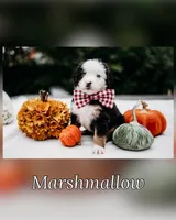 New litter, a male Bernese Mountain Dog for sale in Grants Pass, OR – Photo 10 of 10