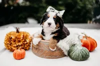 New litter, a male Bernese Mountain Dog for sale in Grants Pass, OR – Photo 1 of 10