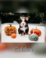 New litter, a male Bernese Mountain Dog for sale in Grants Pass, OR – Photo 3 of 10