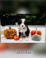 New litter, a male Bernese Mountain Dog for sale in Grants Pass, OR – Photo 7 of 10