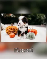 New litter, a male Bernese Mountain Dog for sale in Grants Pass, OR – Photo 8 of 10