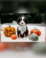 New litter, a male Bernese Mountain Dog for sale in Grants Pass, OR – Photo 4 of 10