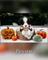 New litter, a male Bernese Mountain Dog for sale in Grants Pass, OR – Photo 6 of 10