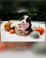 New litter, a male Bernese Mountain Dog for sale in Grants Pass, OR – Photo 2 of 10