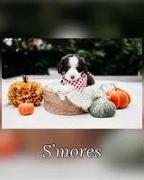 New litter, a male Bernese Mountain Dog for sale in Grants Pass, OR – Photo 9 of 10